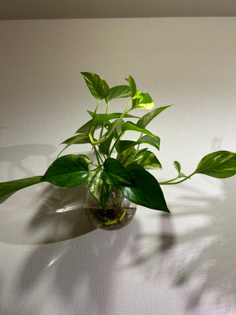 5w 白/赤 観賞用植物育成LEDライト E26 小型スポットライト 水耕