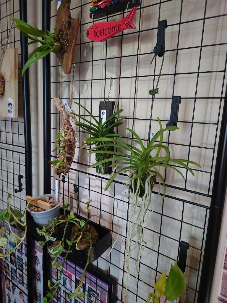 5w 白/赤 観賞用植物育成LEDライト E26 小型スポットライト 水耕