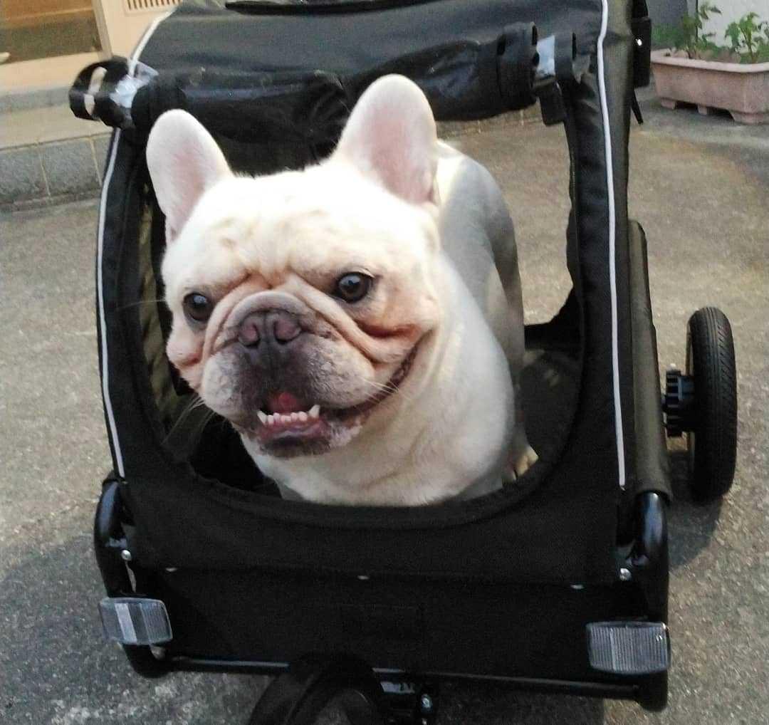 AIRBUGGY 【正規2年保証】エアバギー フォー ペット トゥインク