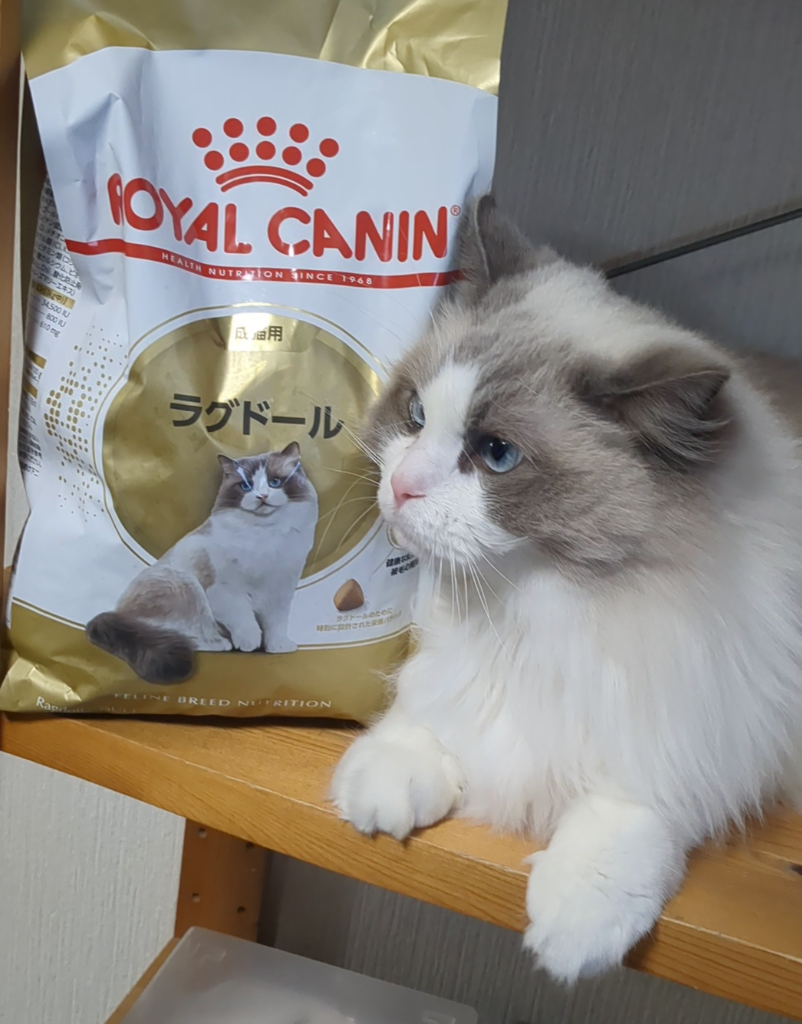 【新品】ロイヤルカナン ラグドール ドライフード 2kg×2袋 ロイヤルカナン ラグドール 2kg / 成猫用（生後12ヵ月齢から12歳