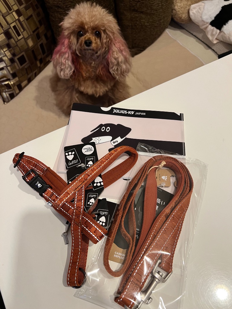 未使用 試着のみ　小型犬用　フルッタ　30S 2026年最新】フルッタ 犬の人気アイテム - メルカリ