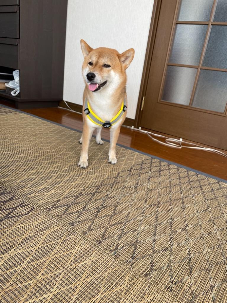 全体のレビュー画像 | 11-0