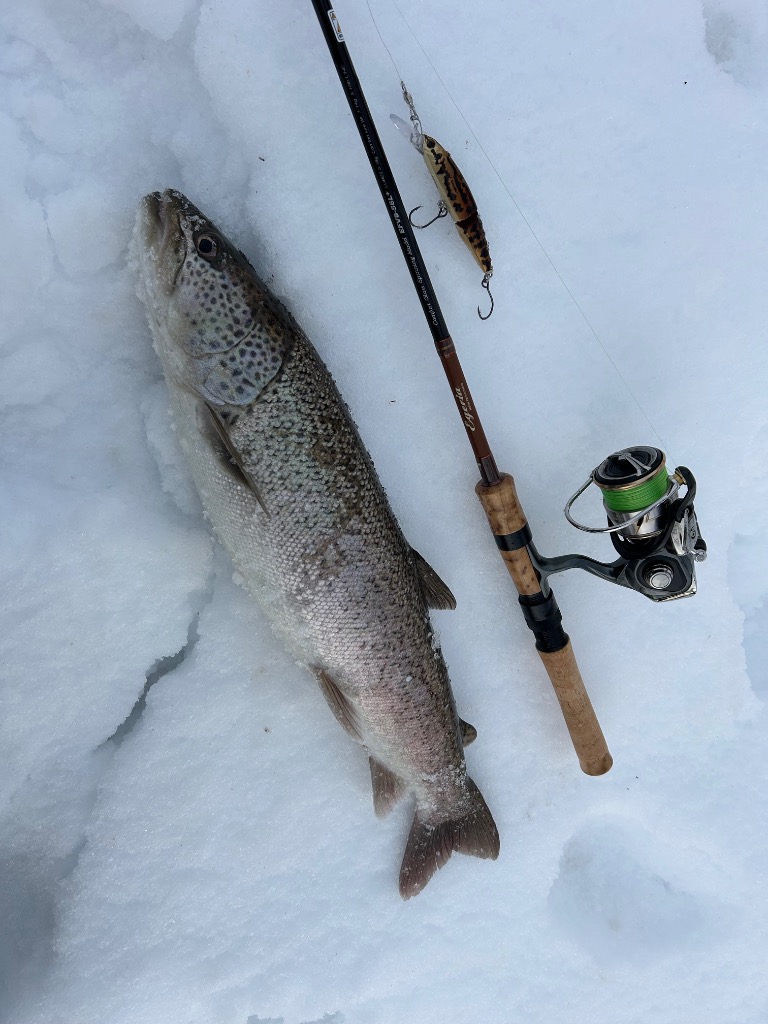 PALMS パームス エゲリア ネイティブ グラスロッド EFVS-56L+ 2ピース