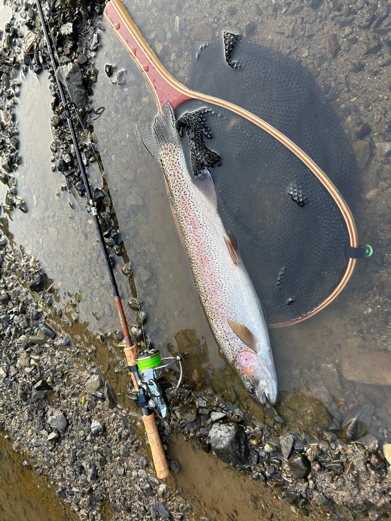 PALMS パームス エゲリア ネイティブ グラスロッド EFVS-56L+ 2ピース