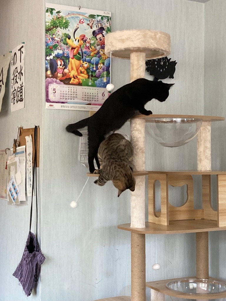 猫家族 木製キャットタワー 据え置き型 175cm 猫家族 キャットタワー 木製 高さ175cm 多頭飼い 据え置き型