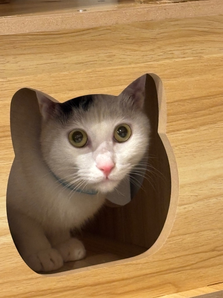 猫家族 キャットタワー 木製 宇宙船カプセル 大型猫 据え置き型