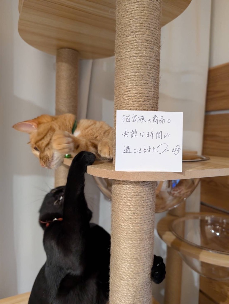 猫家族 キャットタワー 木製 宇宙船カプセル 大型猫 据え置き型