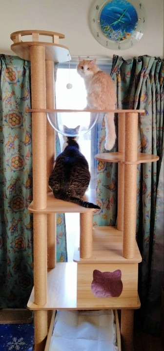 猫家族 キャットタワー 木製 宇宙船カプセル 大型猫 据え置き型