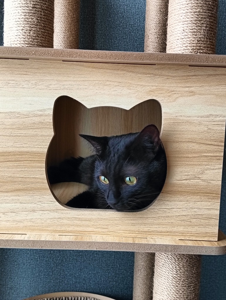 猫家族 キャットタワー 木製 宇宙船カプセル 大型猫 据え置き型