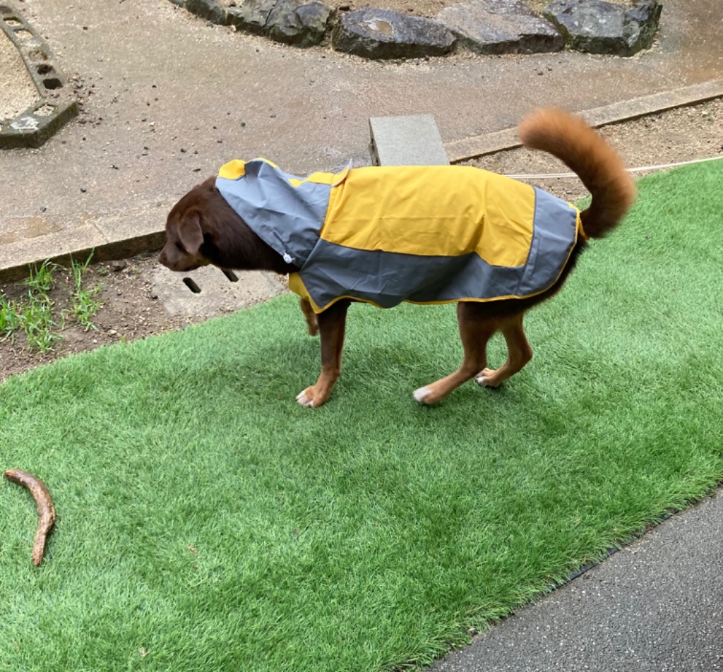 レビュー画像