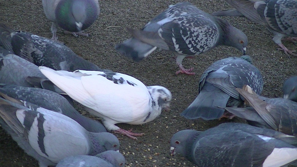 ◇鳩のエサ◇ レギュラーB（磨き）鳩の餌 25kg : 20004 : レース