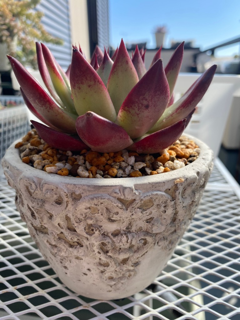 アンティークの木鉢 植木鉢 おしゃれ アンティーク 陶器鉢 ダイナスティオーバルポット