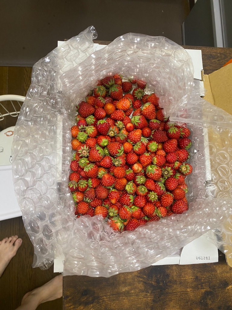 いちご 紅ほっぺ 小粒いちご 約1000g 河南いちご 冷蔵 大阪 国産 いちご 紅ほっぺ 小粒いちご 約1000g 河南いちご 冷蔵 大阪 国産