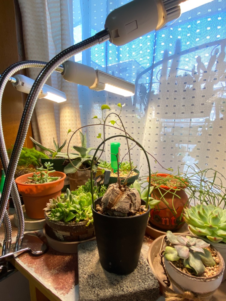 Amazon | 植物育成ライト LED植物育成灯 ledライト 育苗ライト