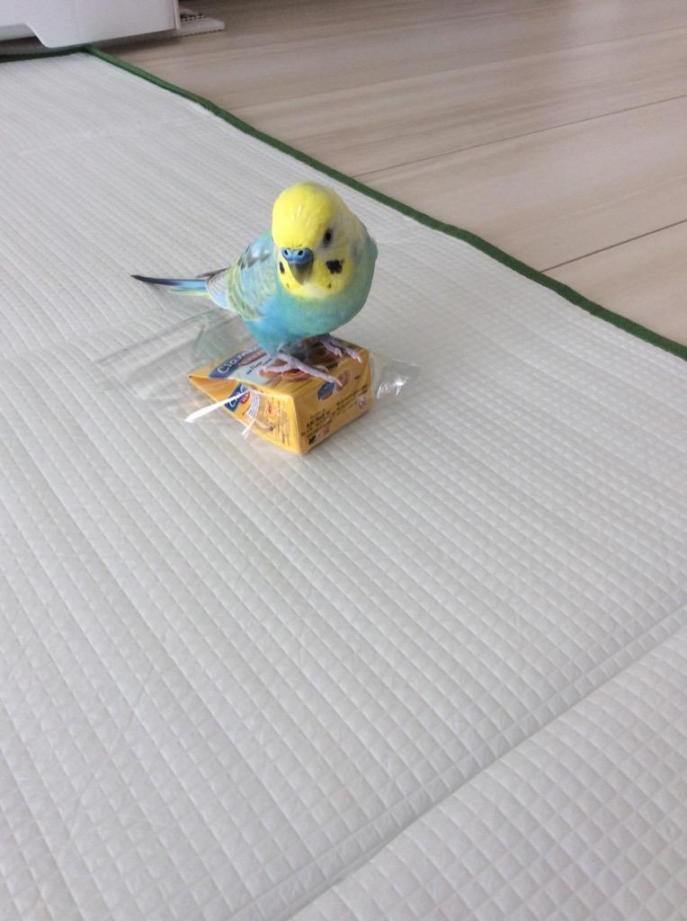 1件目のレビュー画像 | 0