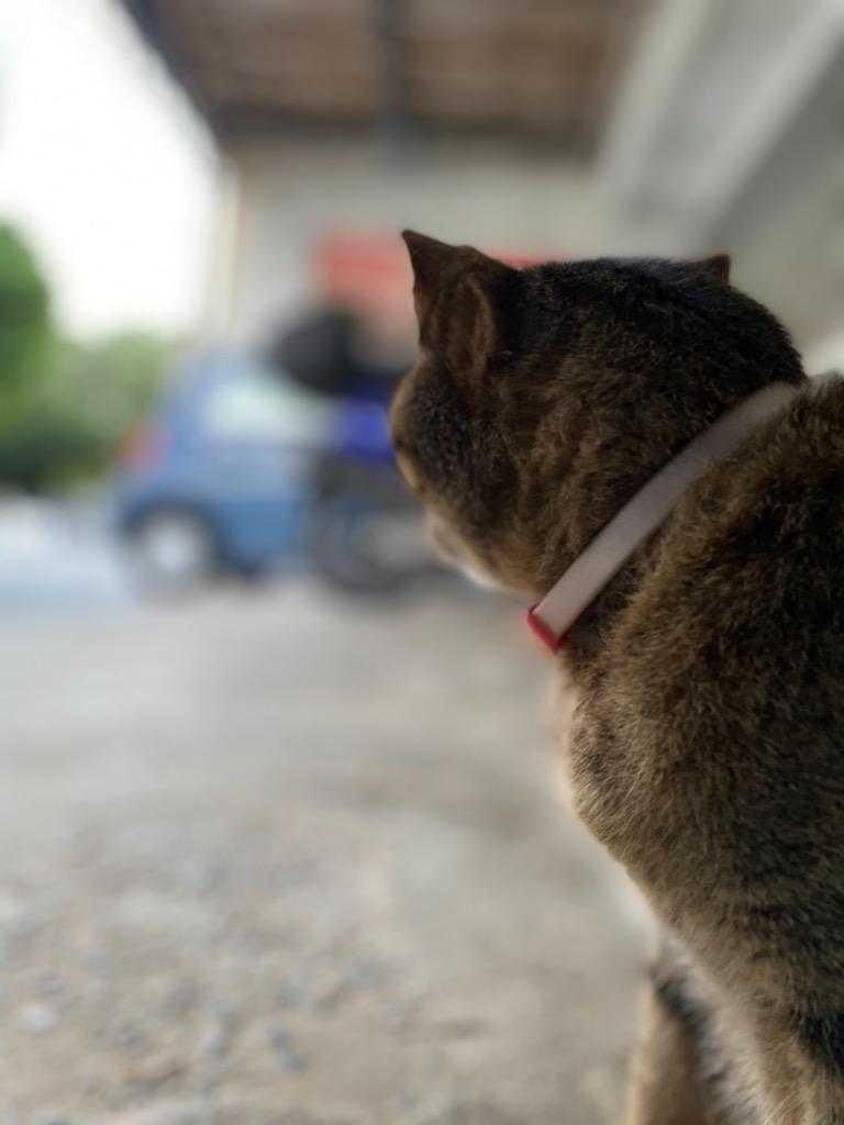 注目のブランド P-4976555945478 ドギーマン 薬用ノミ取り首輪 蚊よけ 猫用 効果6ヵ月 riosmauricio.com 注目のブランド P-4976555945478 ドギーマン 薬用ノミ取り首輪 蚊よけ 猫用 効果6ヵ月 riosmauricio.com