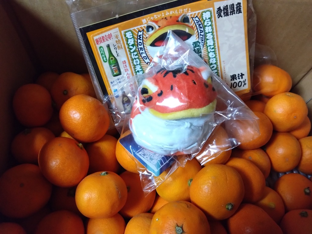 南柑20号【玉津みかん】5kg : 四国の掘り出し物Yahoo!ショップ