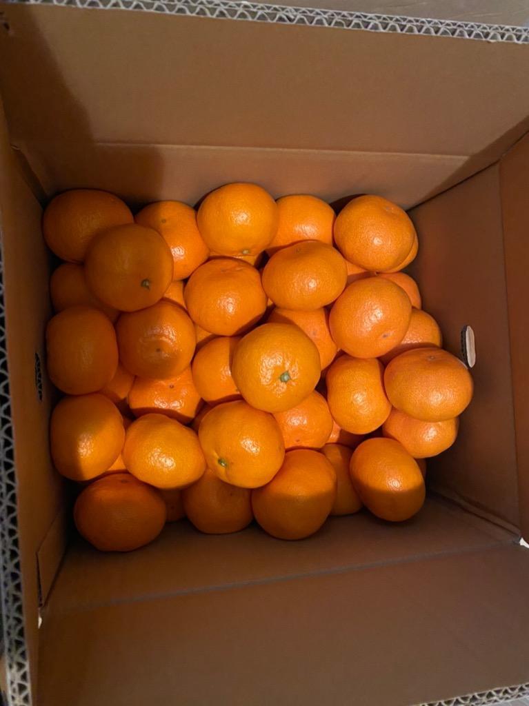 温州みかん 秀品 2Lサイズ 10kg 和歌山県産 産地直送 : 愛須商店