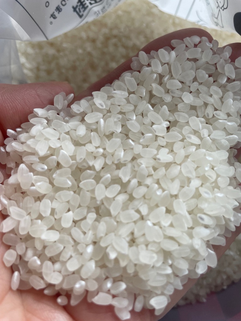 コシヒカリ 米 お米 10kg 令和6年産 福島県産コシヒカリ 白米
