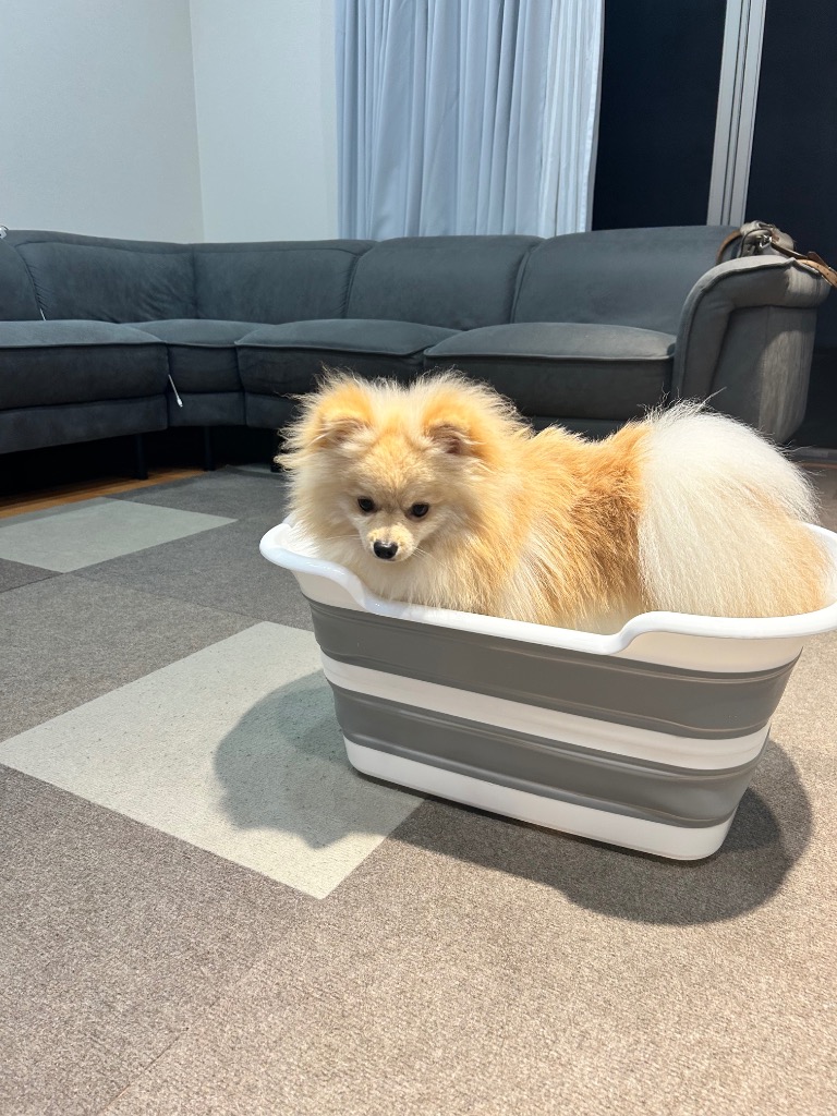 ペット用 お風呂 ペットバス 犬浴槽 トリミング バス ペットバスタブ