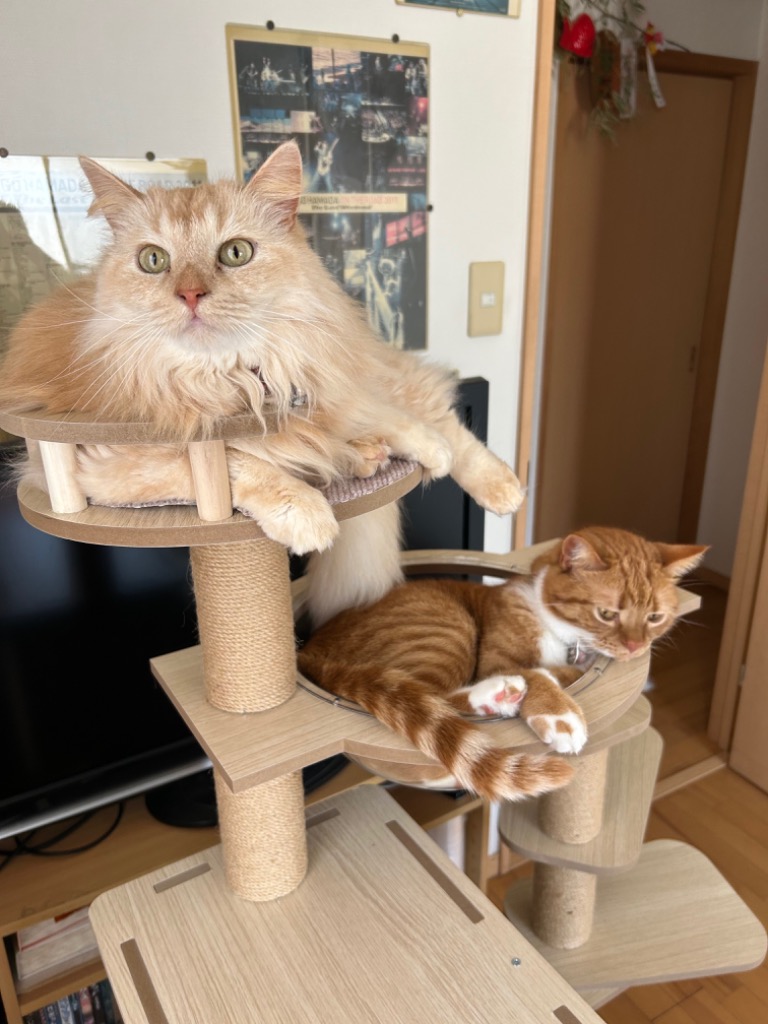 キャットタワー 木製 据え置き型 猫タワー 大型 爪とぎ 麻紐 省