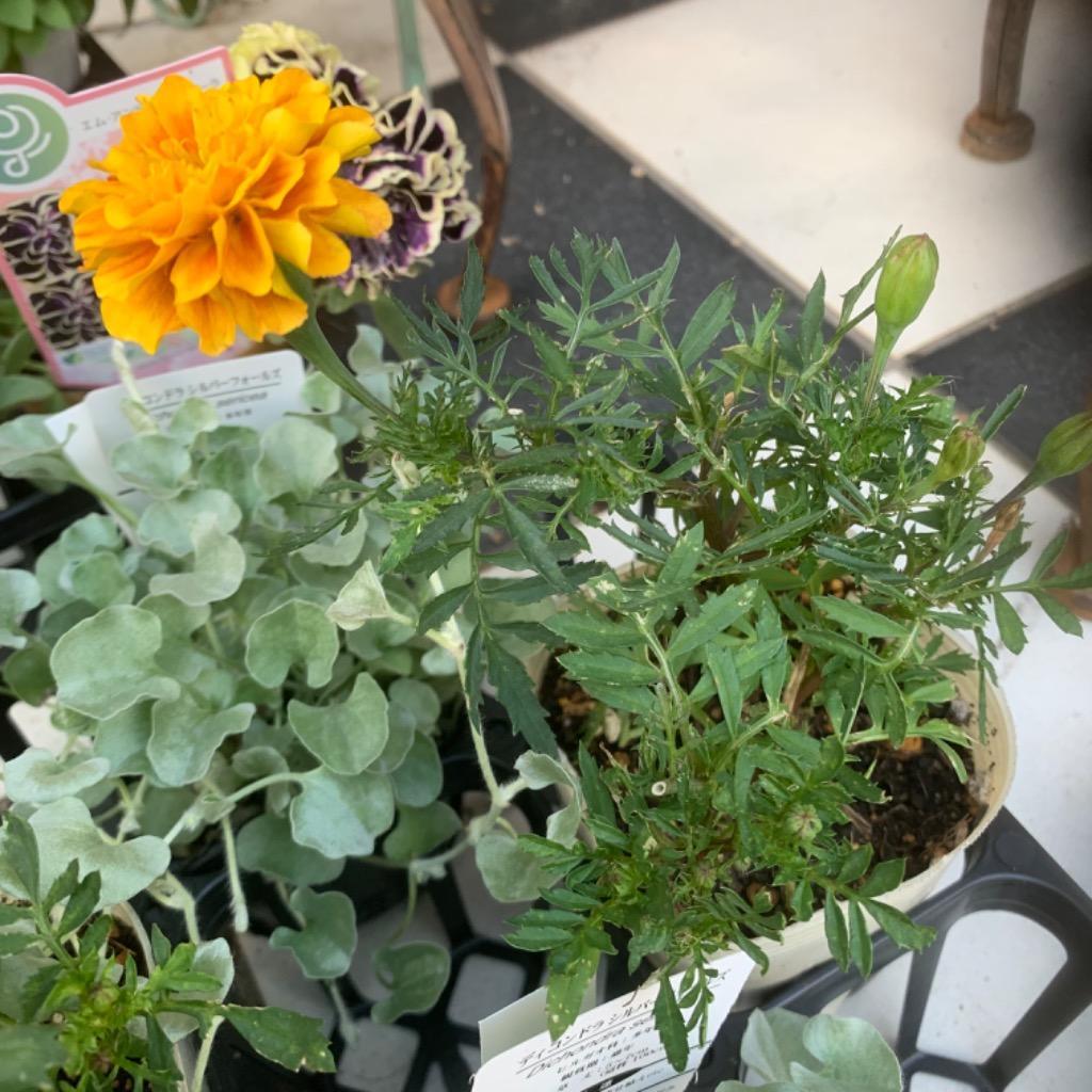 フレンチマリーゴールドストロベリーブロンド2苗セット！ : a.k.g