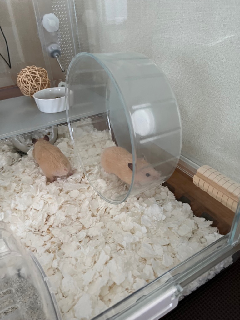 レビュー画像