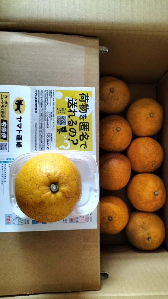 自主流通 晩柑【河内晩柑】熊本県天草産「あまくさ晩柑」生産者