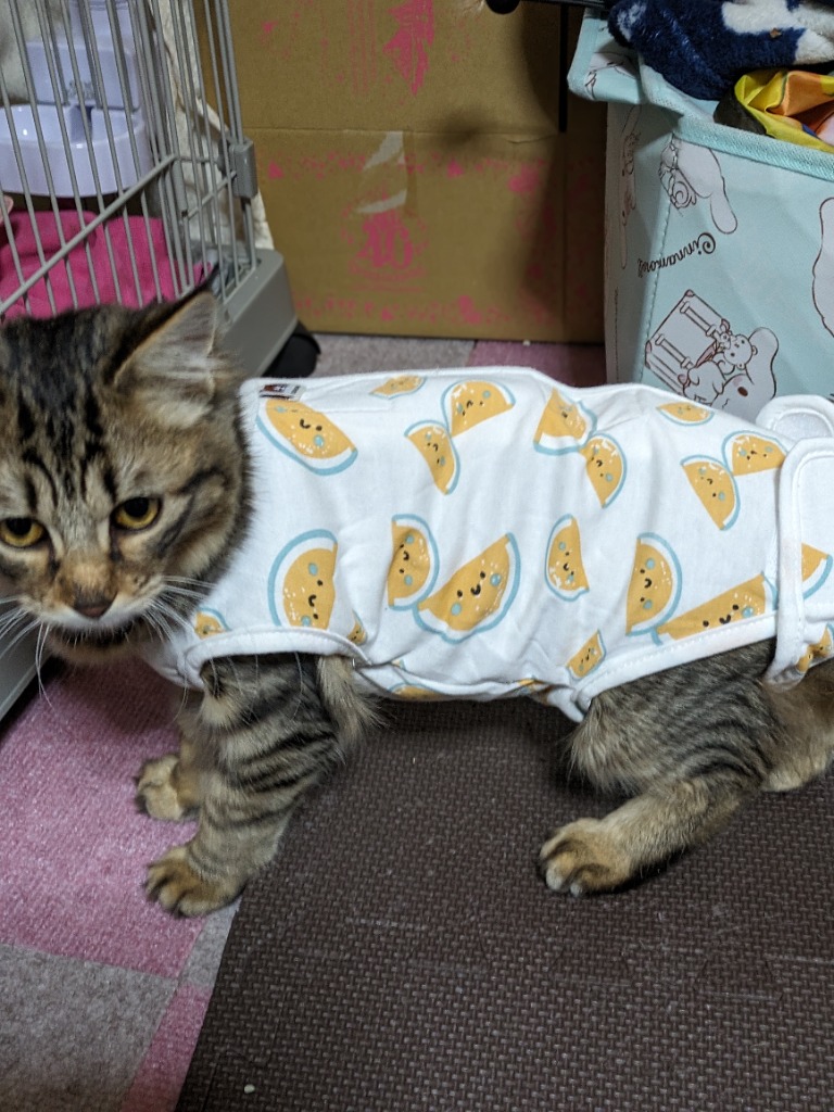 レビュー画像