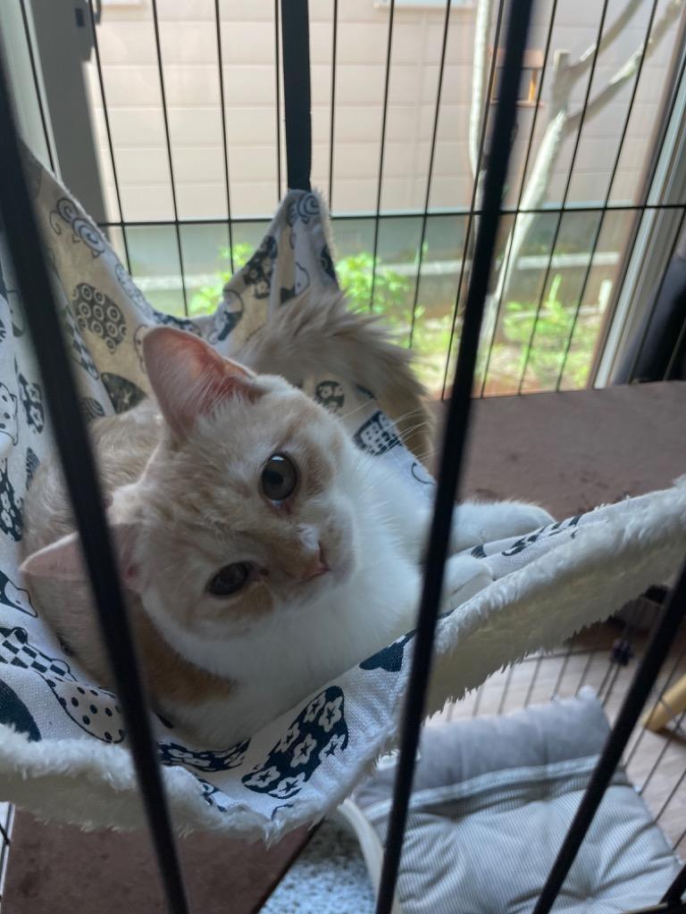 全体のレビュー画像 | 7-0