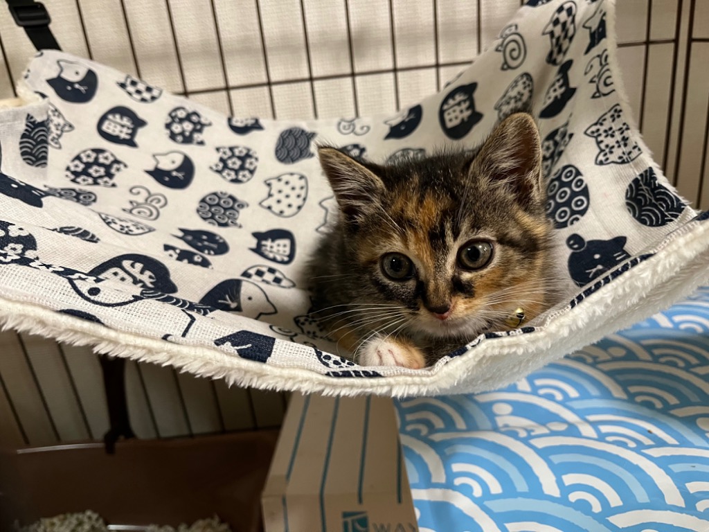 全体のレビュー画像 | 1-0