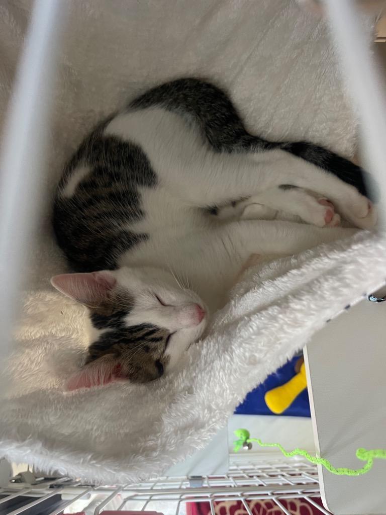 全体のレビュー画像 | 8-0