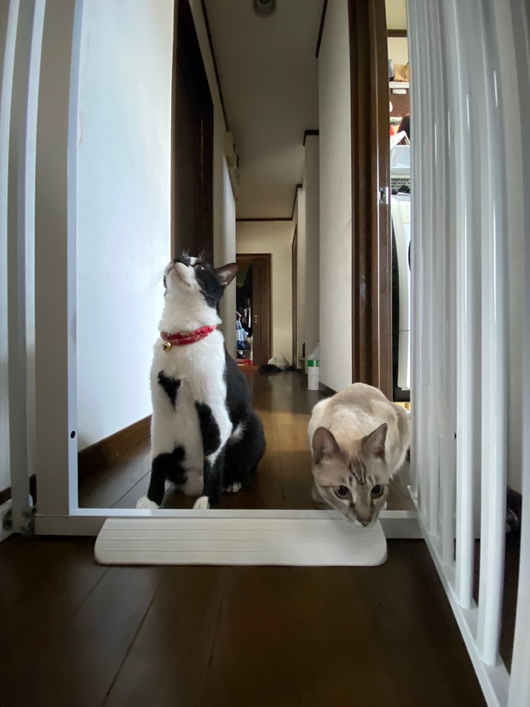 LIFAXIA ペットゲート 猫 190cm ハイタイプ 猫脱走防止フェンス ベビー