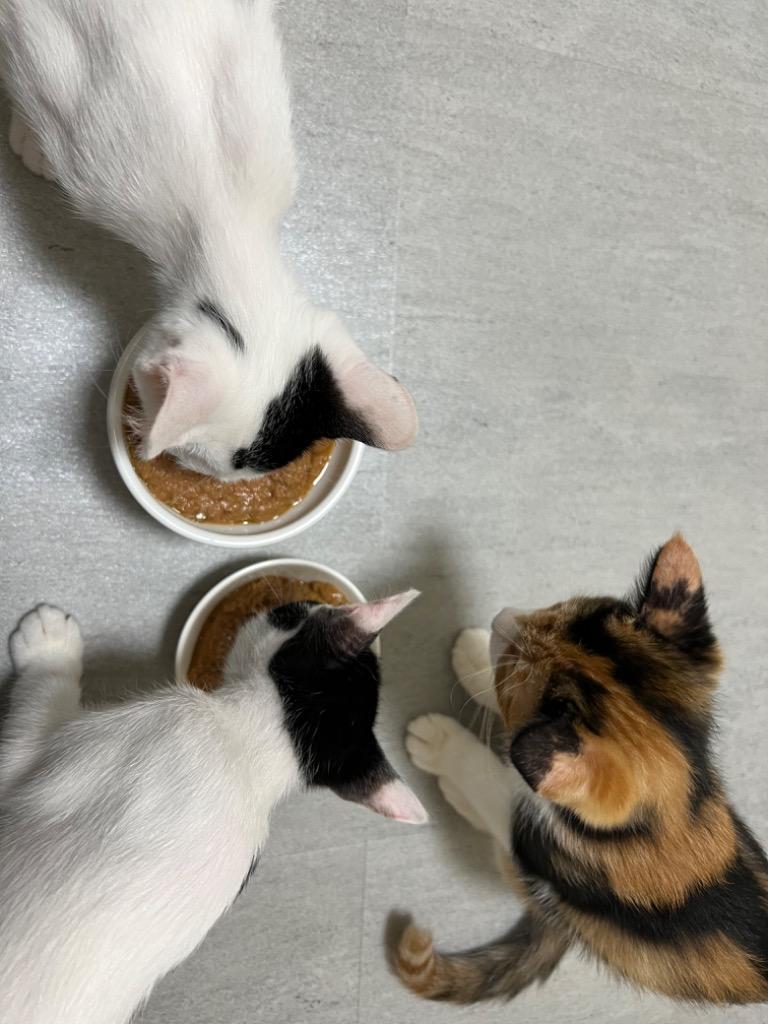 送料無料】ロイヤルカナン 犬・猫用 退院サポート（ソフトタイプ）195g×12 療法食 :611196:アニマルファインパートナーズ - 通販 -  Yahoo!ショッピング