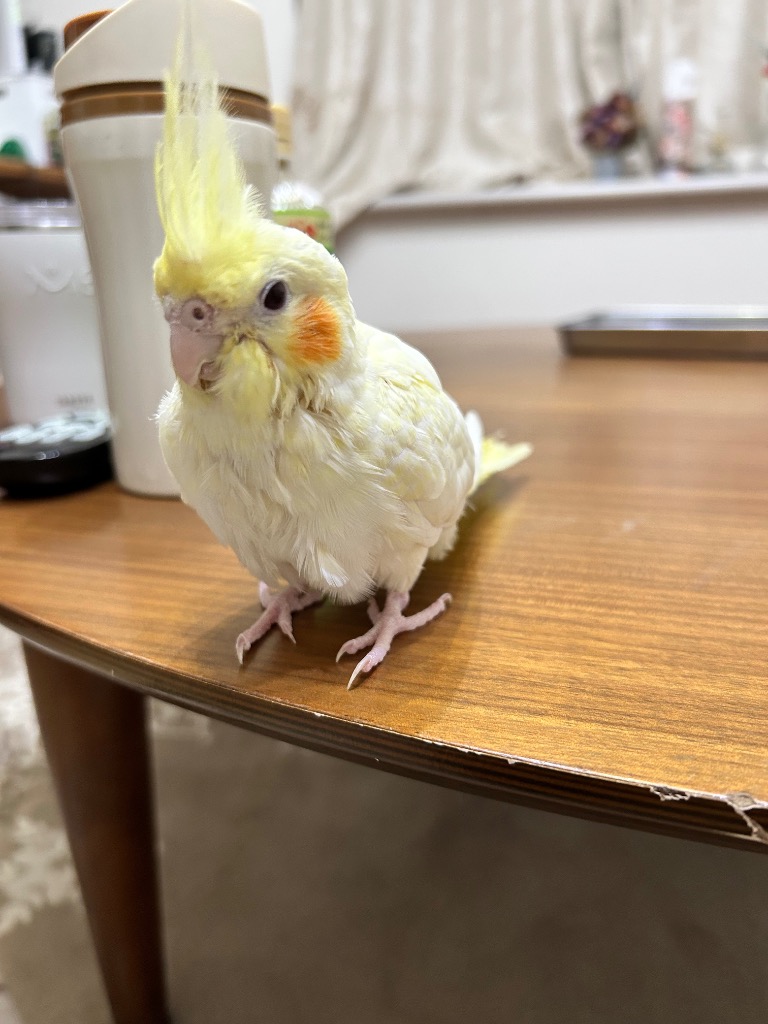 キラピピ ベビー 180g : Animaux mignons - 通販 - Yahoo!ショッピング