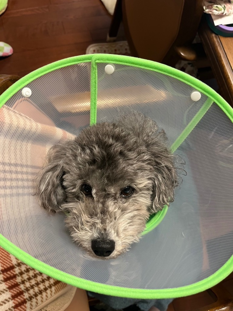 全体のレビュー画像 | 0-0