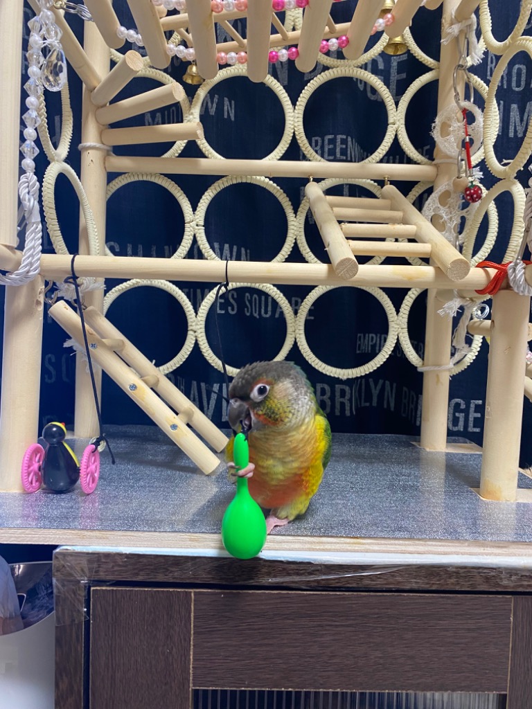 全体のレビュー画像 | 1-0