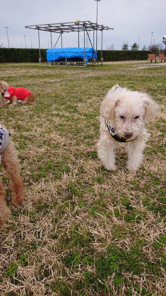 全体のレビュー画像 | 2-1