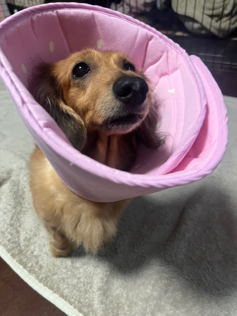 全体のレビュー画像 | 1-0