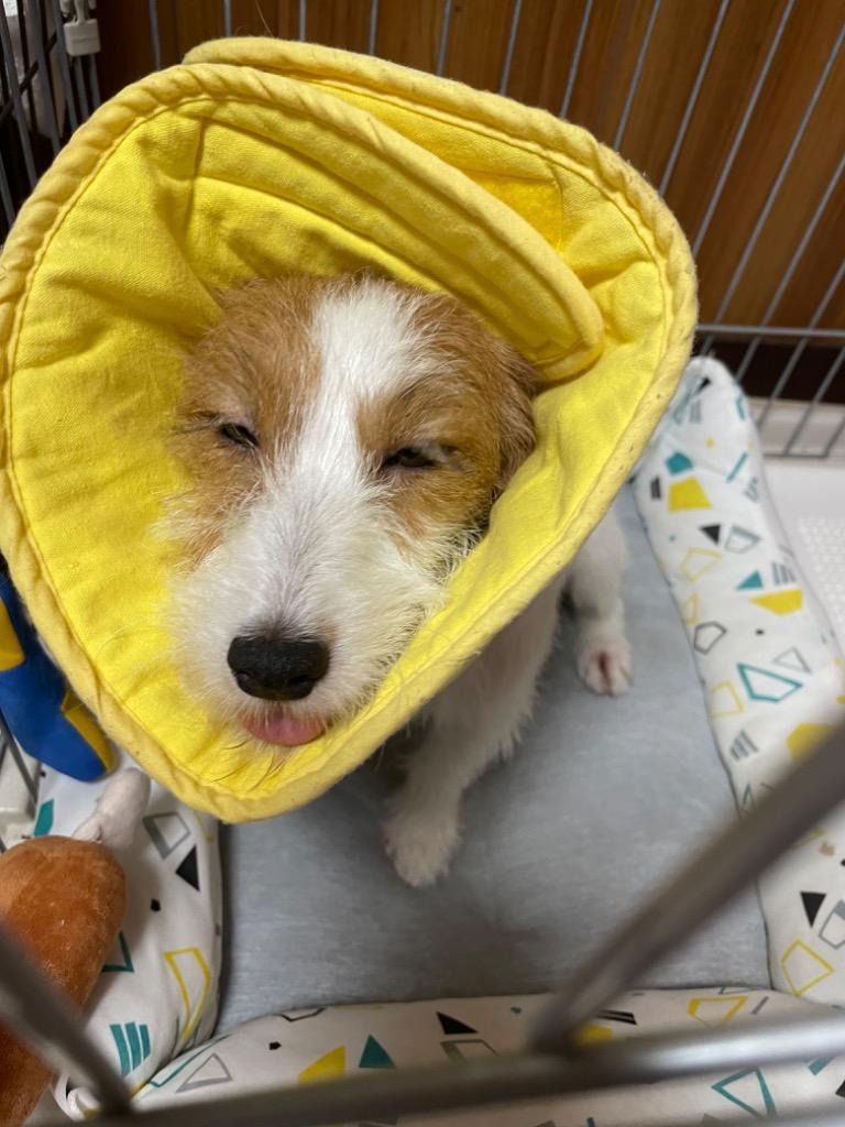 9件目のレビュー画像 | 0