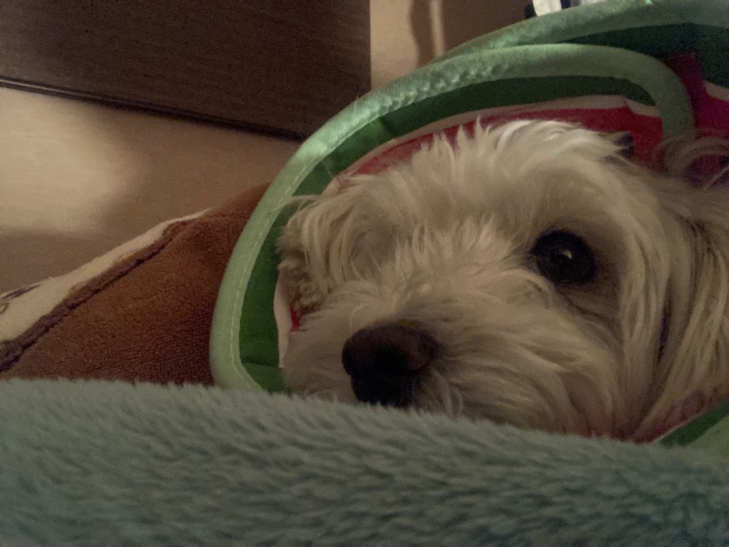 全体のレビュー画像 | 3-0