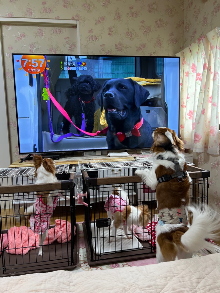 全体のレビュー画像 | 0-0
