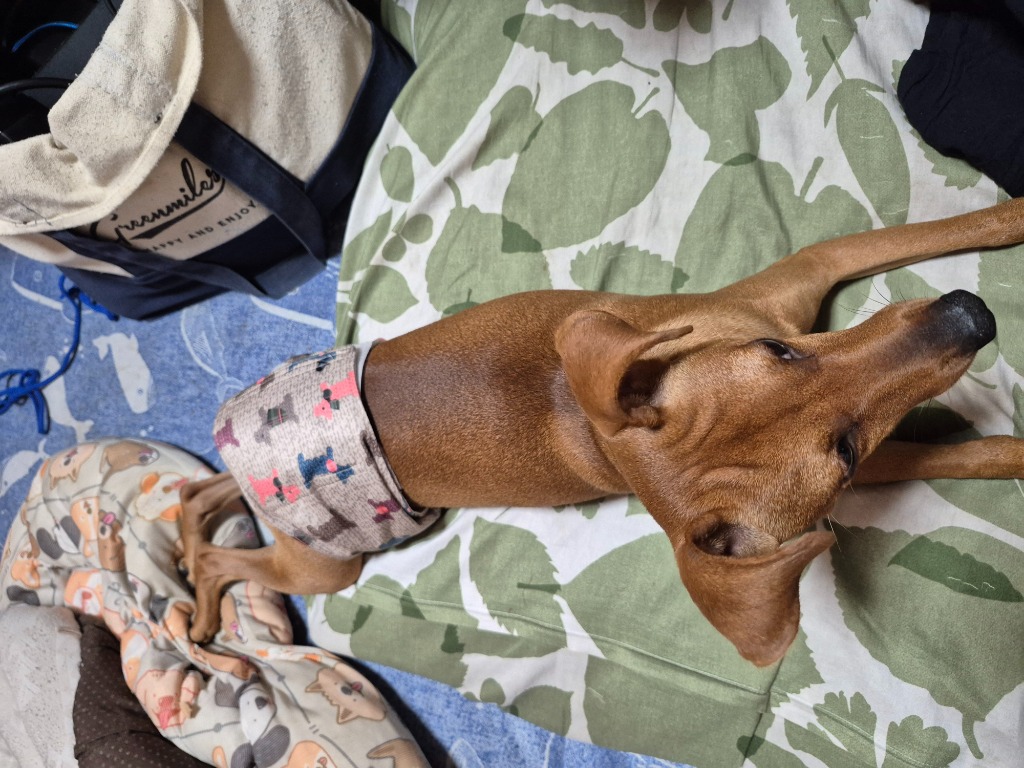 全体のレビュー画像 | 1-0