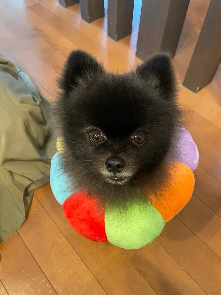 全体のレビュー画像 | 1-0