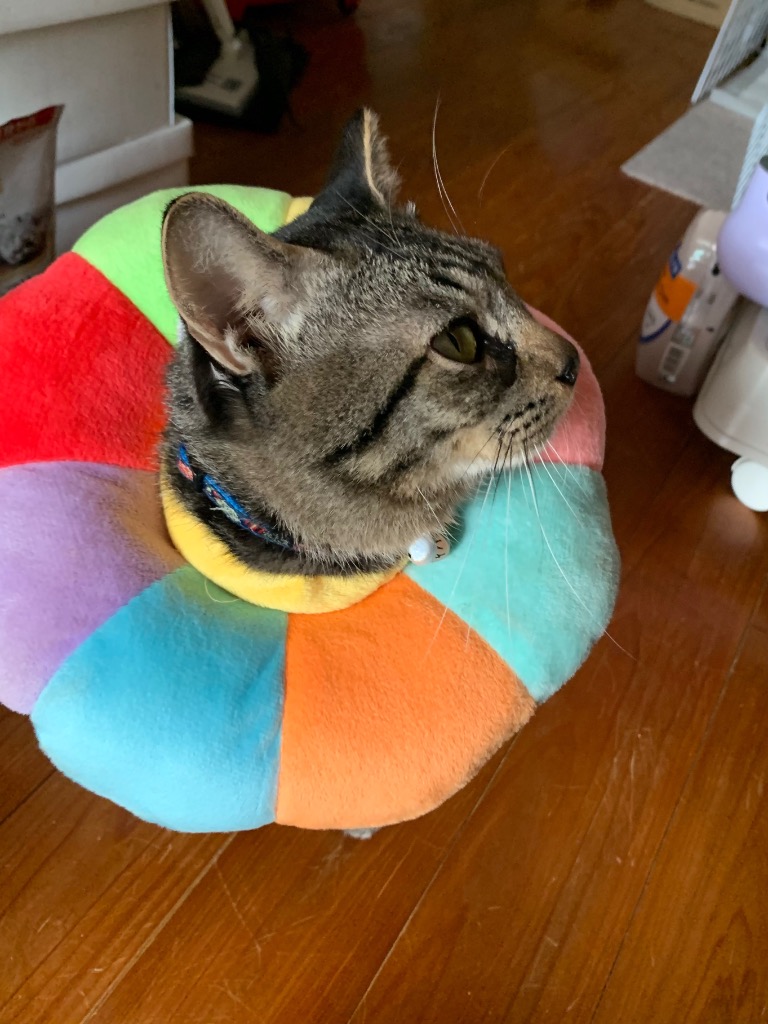 全体のレビュー画像 | 4-1