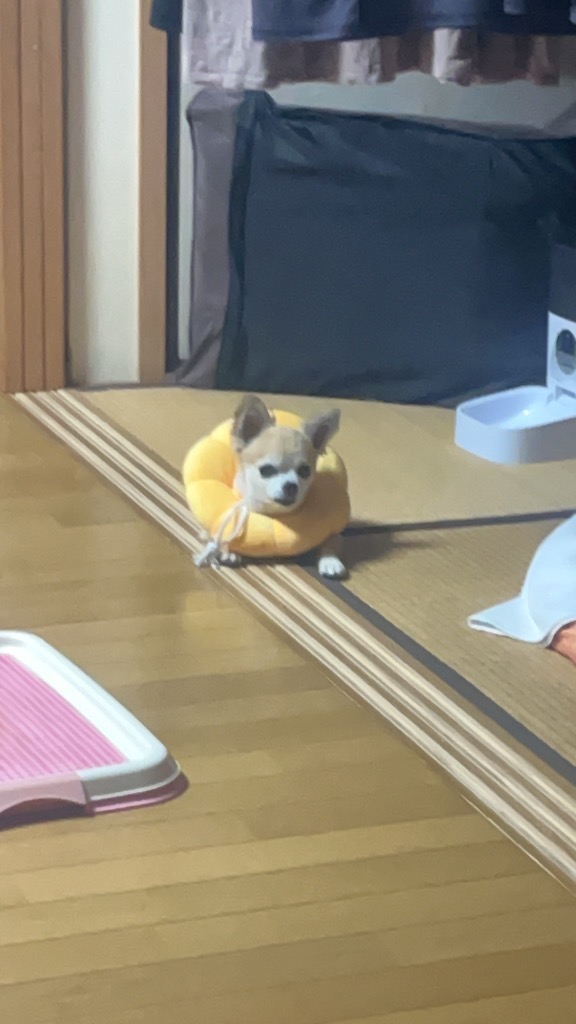 全体のレビュー画像 | 5-0