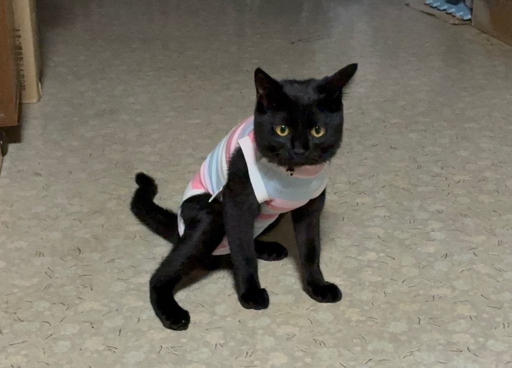 全体のレビュー画像 | 2-0