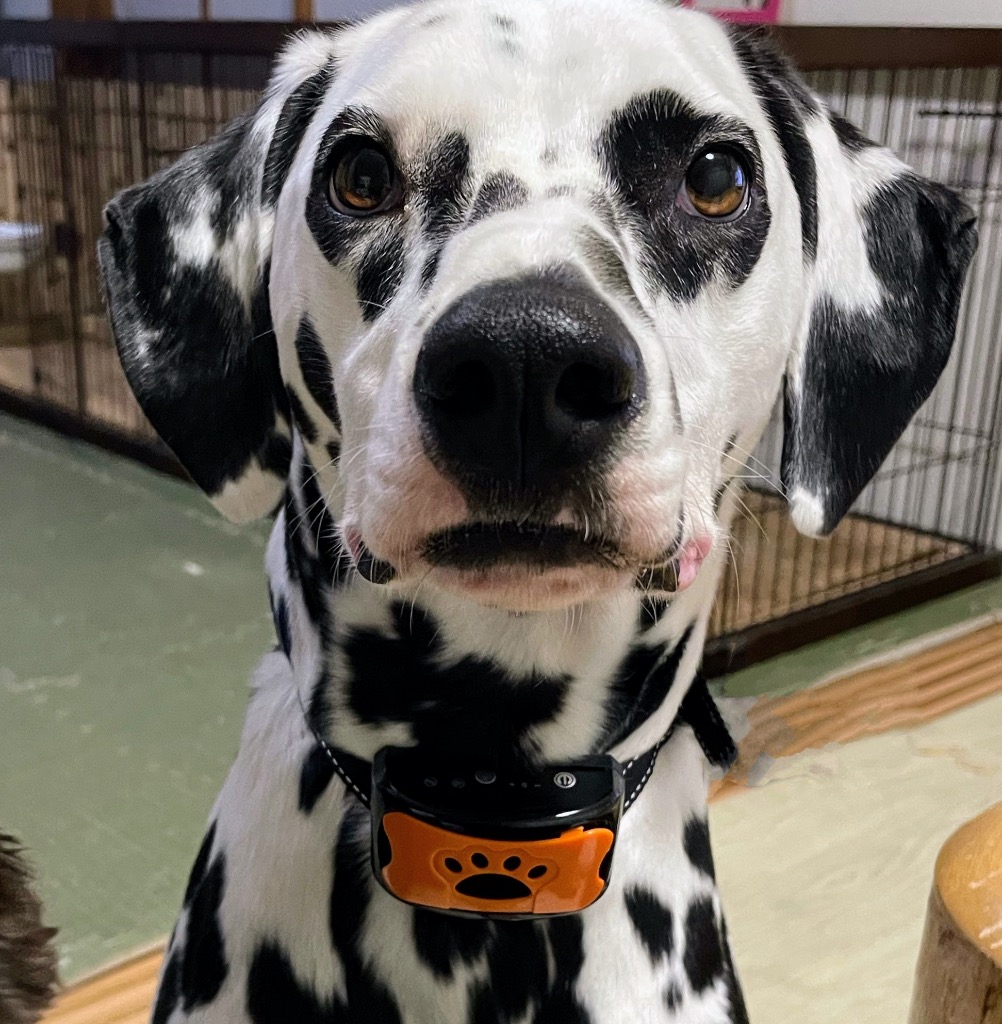 全体のレビュー画像 | 7-0