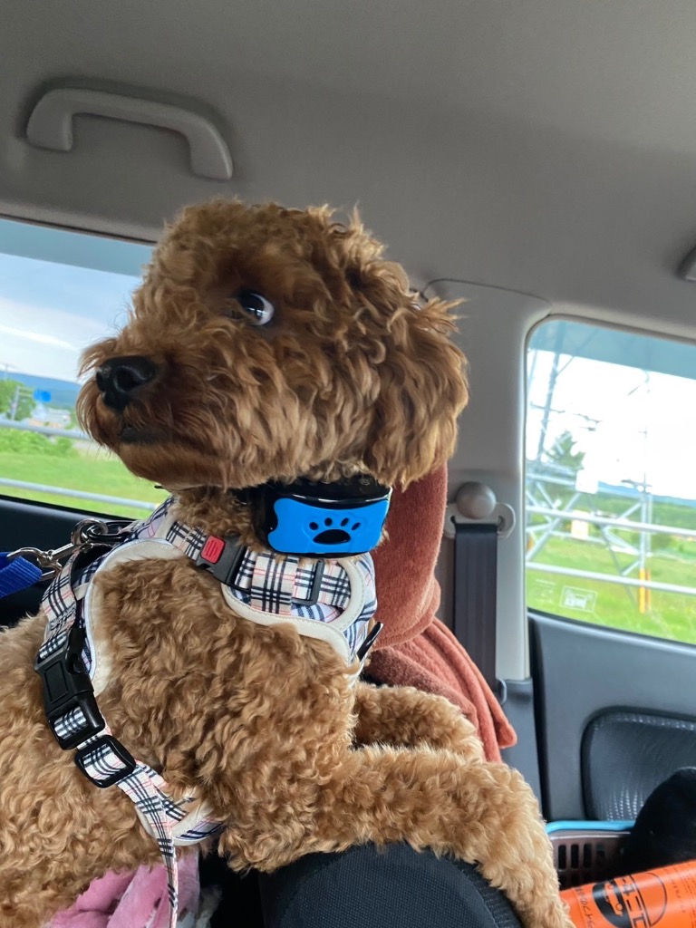 全体のレビュー画像 | 2-1