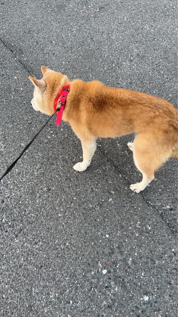 全体のレビュー画像 | 0-0